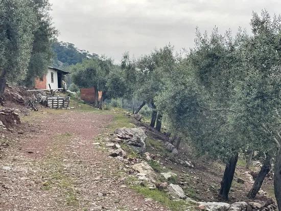 Köyceğiz Ekincik deniz manzaralı 7.000m2 2b satılık zeytinlik