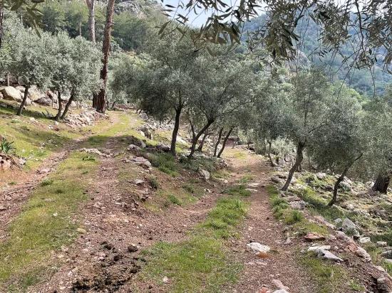 Köyceğiz Ekincik deniz manzaralı 7.000m2 2b satılık zeytinlik