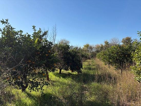 Dalyan'da 4.541m2 Satılık Bahçe