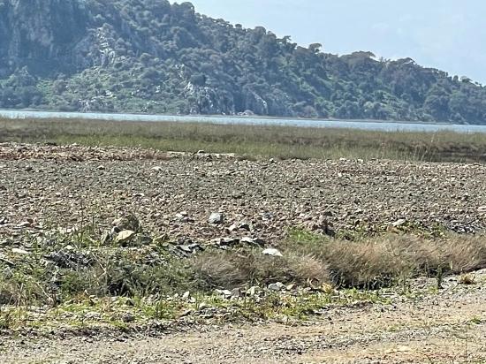 Dalyan İztuzu Plaj Yoluna Sıfır 19.600m2 Satılık Tarla