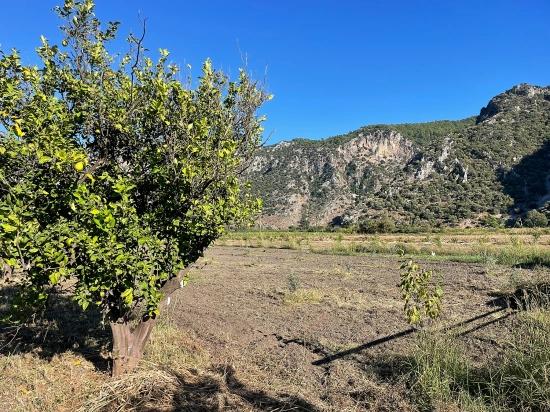 Dalyan'da Merkeze Yakın 6600m2 Satılık Tarla