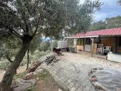 Köyceğiz Ekincik Mah. Satılık Tarla - Zeytinlik İmar Durumlu - 7.000 m²