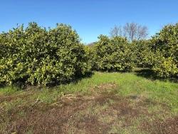 Ortaca Dalyan Mah. Satılık Tarla - Tarla İmar Durumlu - 16.500 m²