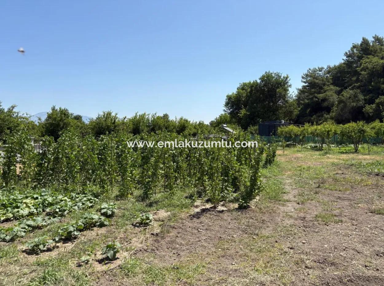 Dalyan Karadağ Mevkiinde 2500M2 Tarla İçerisinde 120M2 Müstakil Ahşap Ev