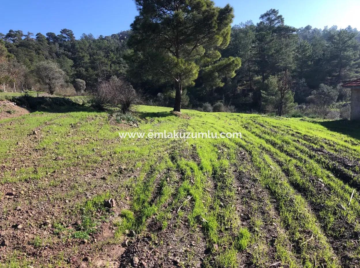 Gökbel Satılık Arsa Full Deniz Manzaralı 8000M2 Satılık Arsa