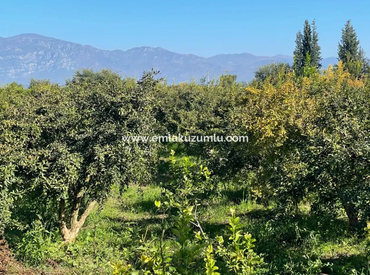 Dalyan'da Satılık 2223M2 Tarla