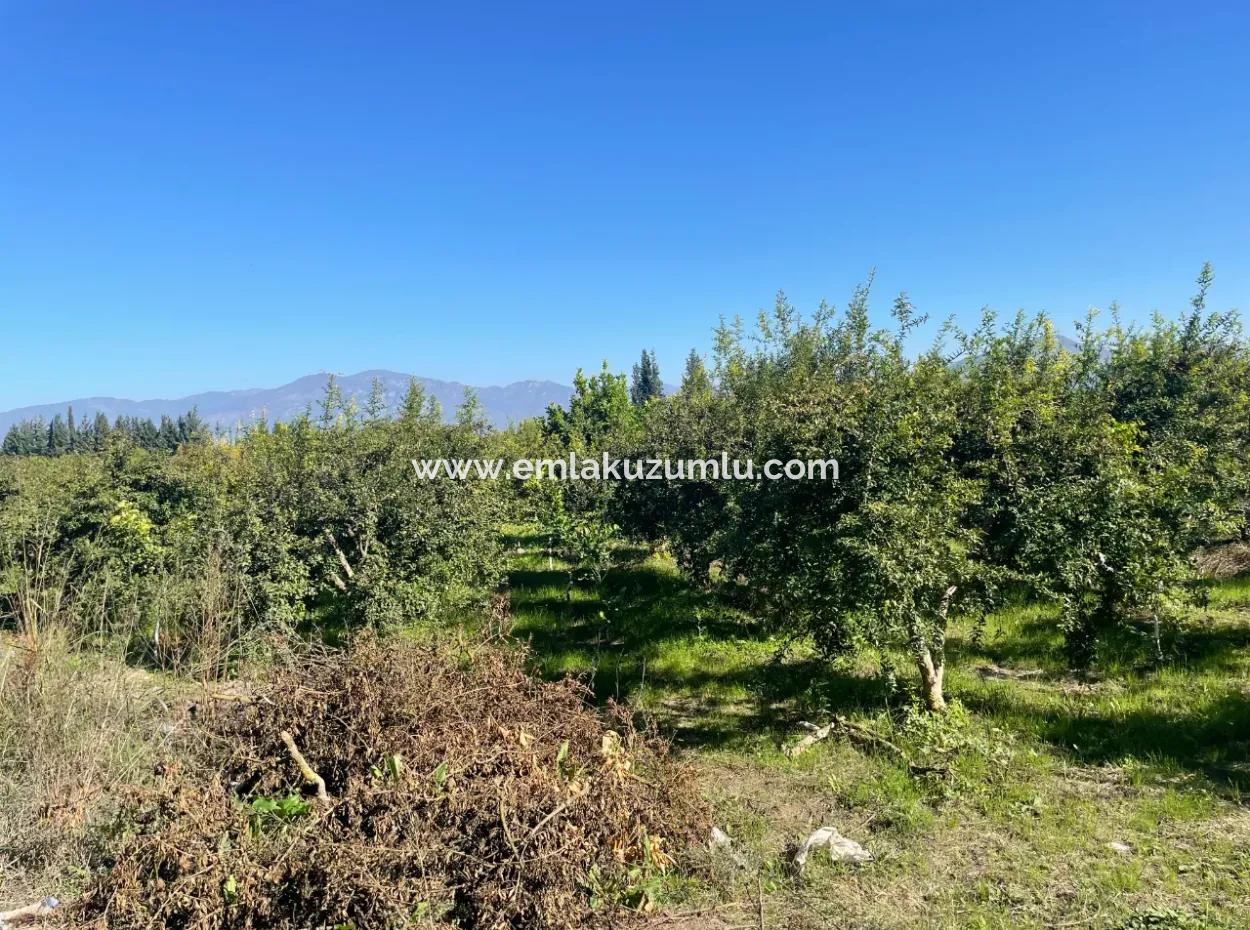 Dalyan'da Satılık 2223M2 Tarla