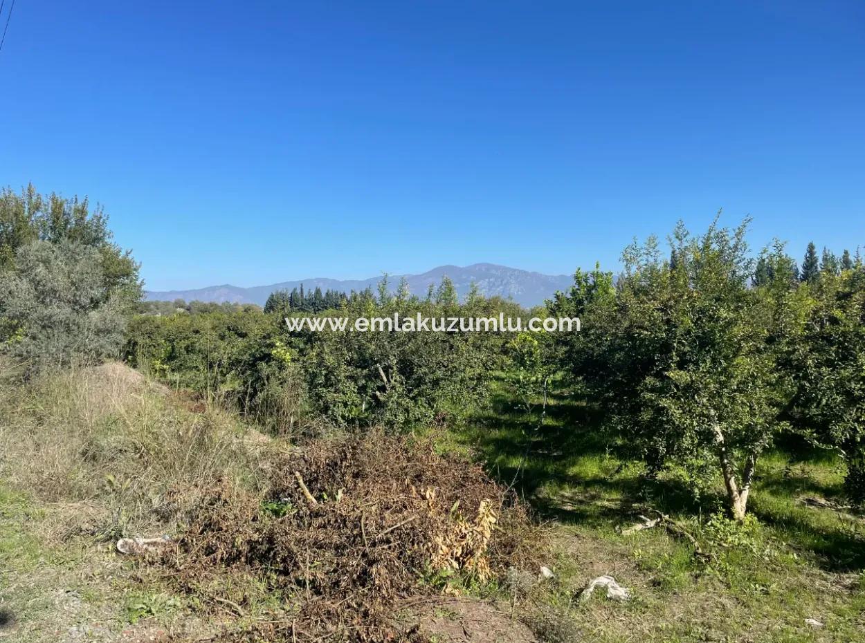 Dalyan'da Satılık 2223M2 Tarla