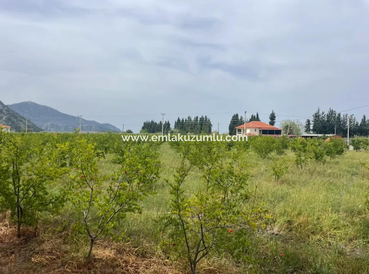 Dalyan'da 6500M2 Satılık Tarla
