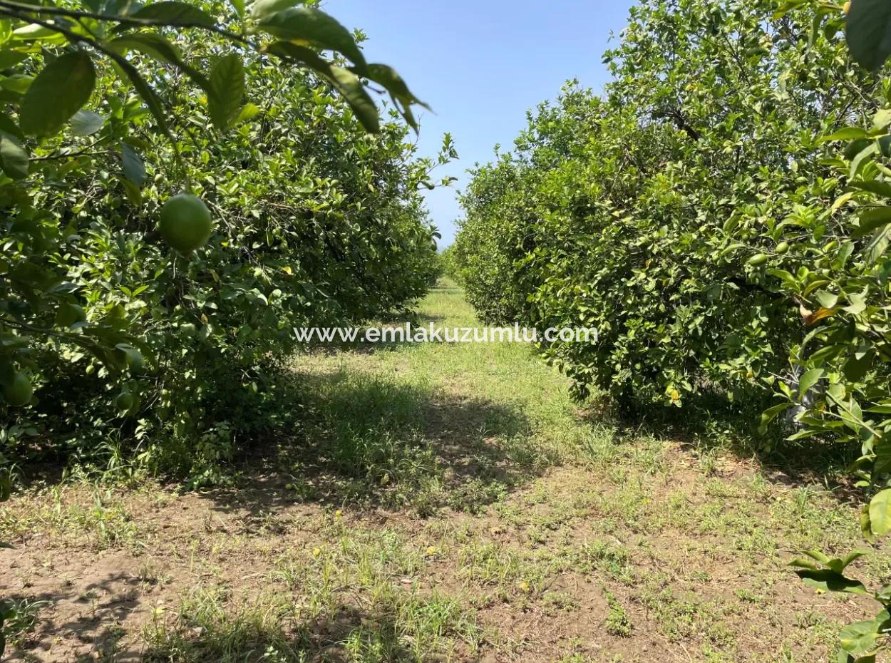 Okçular'da Köy Yerleşik Alanı İçerisinde 10.000M2 Satılık Arazi